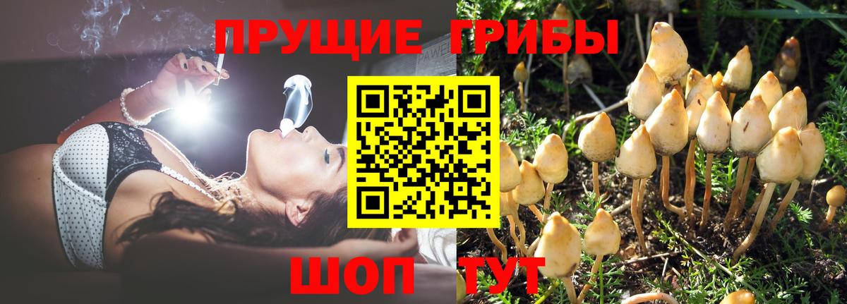 Псилоцибиновые грибы Psilocybe Севастополь